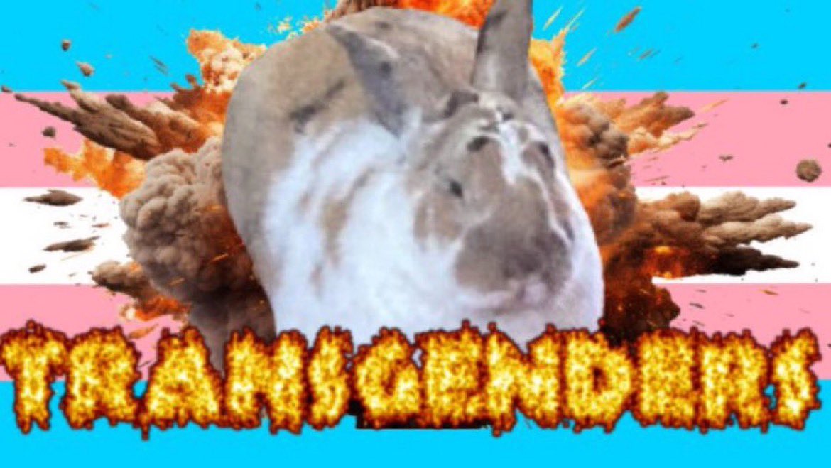 robyn 👱🏻♀️& paddy 🐰 tweet media