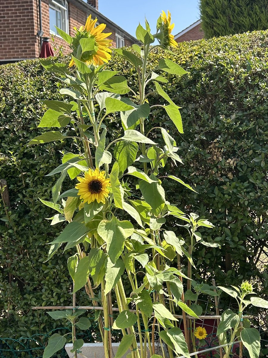 davidpeach2's tweet photo. Yippee 🌻 https://t.co/Zov2jshjLY
