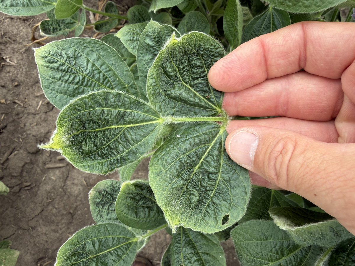 WiscWeeds's tweet photo. Soybean injury caused by 2,4-D (left) and dicamba (right). #4CropScouts https://t.co/sa2uE0Xapo
