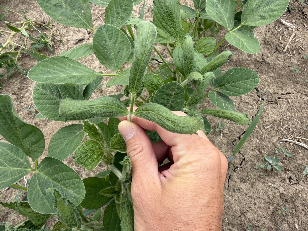 WiscWeeds's tweet photo. Soybean injury caused by 2,4-D (left) and dicamba (right). #4CropScouts https://t.co/sa2uE0Xapo