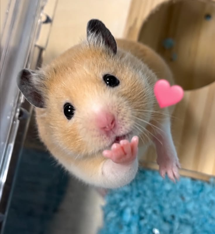 두둥이 ෆ tweet media