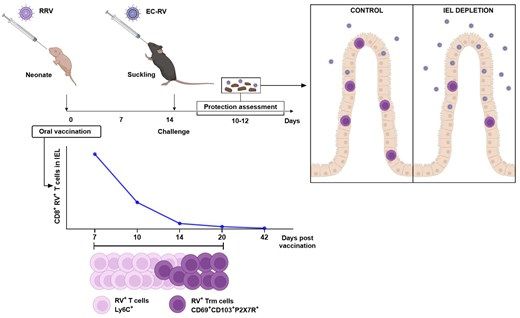 jlb_journal's tweet photo. Catherine Montenegro, Manuel Franco and colleagues @UniJaveriana @MedicinaPUJ show that early-life oral #Rotavirus #Vaccination induces intestinal resident memory #Tcells that may contribute to protection against infection
📖 https://t.co/zgZNs9edpH https://t.co/B2kCMDlNlz