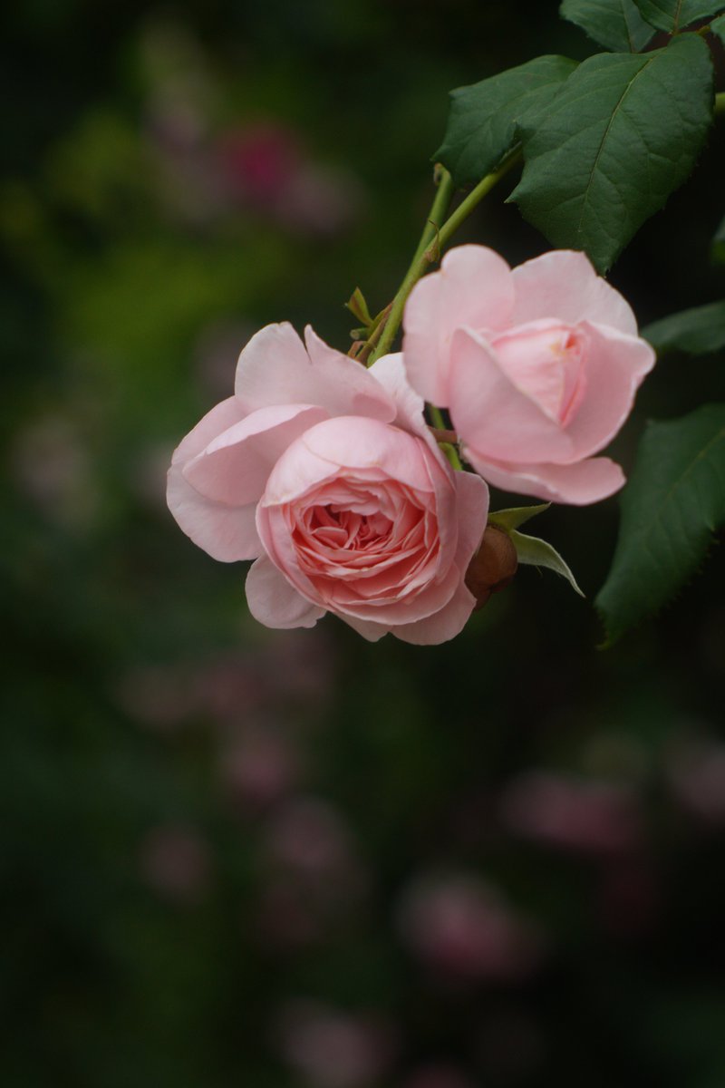 koya2021's tweet photo. 2026_07_21-4
　撮影 2026_05_20
#港の見える丘公園 #薔薇 #バラ #ばら https://t.co/ag2EfQ4m1z
