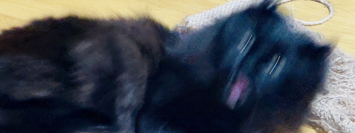 MHWice's tweet photo. 猫撮れたから見て https://t.co/Bd9MpdiwDf