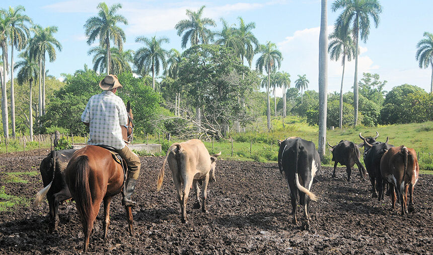 gobiernotunas's tweet photo. Potencialidades para transformar al sector agropecuario 
#Cuba #LasTunas #ProgramaDeGobierno 
@GobiernoCuba @YelenysLasTunas @LorenzoOsbel 
https://t.co/MKCYFsoSJ3 https://t.co/2vCHtE4MHQ