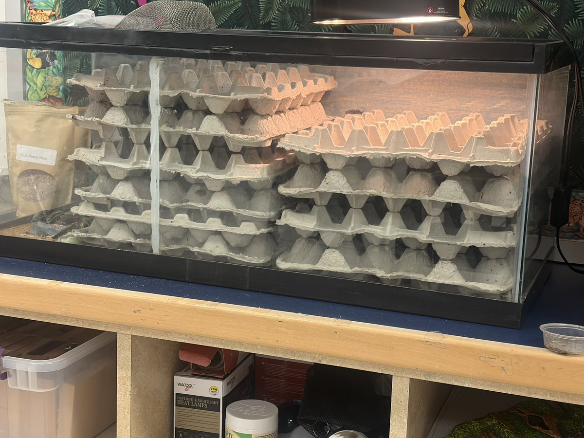 RickardExplorer's tweet photo. At school working on my science lab. I left the Dubai Roach breeder colony here this summer. They were out of water and nearly out of food. They are feeders for the reptiles. The colony is growing. https://t.co/AclH83yPYT