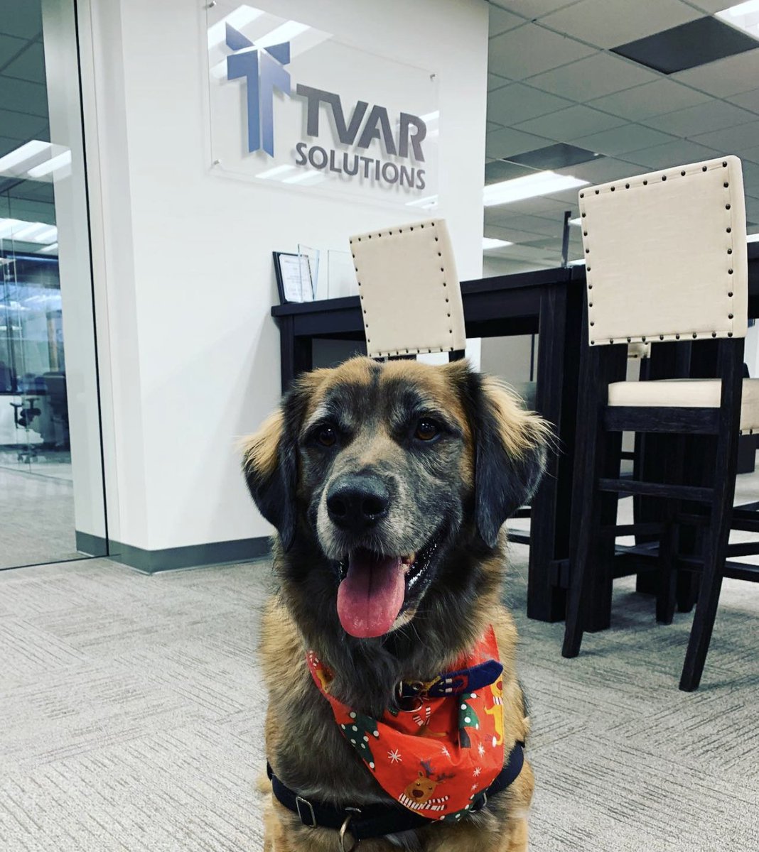 TVARSolutions's tweet photo. Two decades of innovation, collaboration, and unforgettable memories 🥳 

➡️ As our 20th anniversary celebrations continue, we’re looking back at the moments and milestones that define what TVAR is today!

#ThisIsTVAR #TVAR20 https://t.co/U7gqkfpP5H