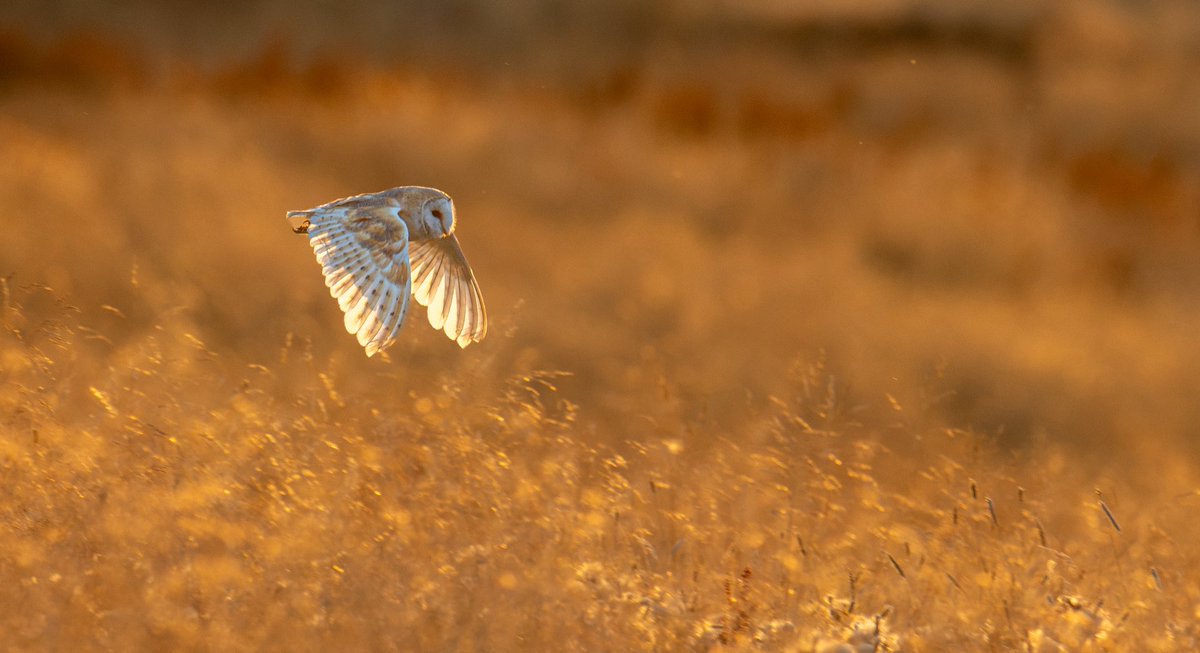 sjoneswildlife's tweet photo. Beautiful evening watching them https://t.co/J33y8A7eRw