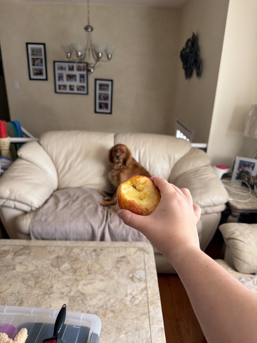 veescoffee's tweet photo. I need to make a dunce cap for Ducky atp, we leave her alone for 5 whole minutes and she grabs an apple off the table like she owns this house….. https://t.co/YkMjqKDsqT