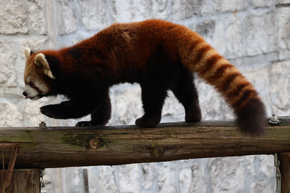 kayakaze's tweet photo. りんごタイムが終わればパトロールの時間
1/26
#レッサーパンダ　#安佐動物公園 https://t.co/O9ePWHpfs1