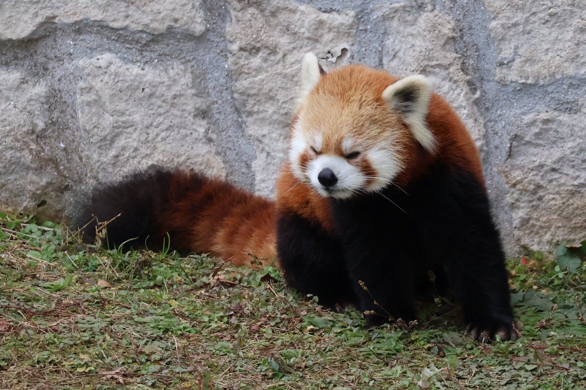 kayakaze's tweet photo. りんごタイムが終わればパトロールの時間
1/26
#レッサーパンダ　#安佐動物公園 https://t.co/O9ePWHpfs1