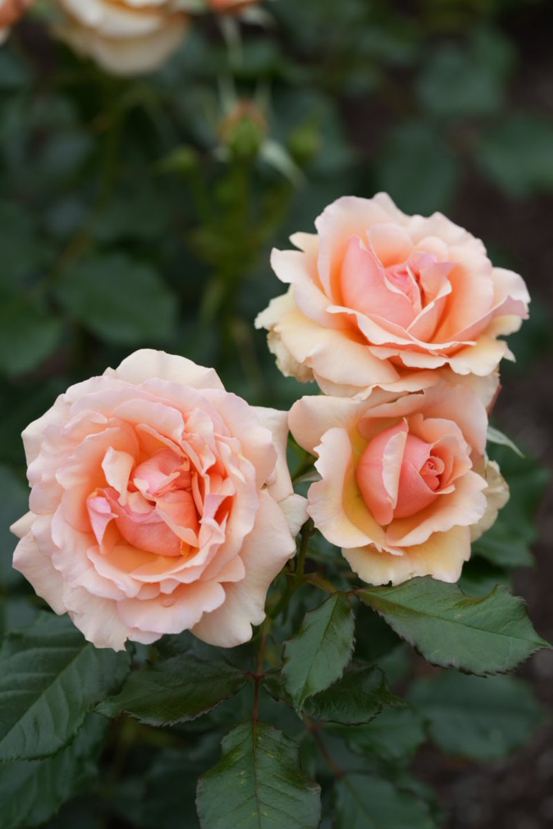 344koba's tweet photo. おはようございます！ +5025
Good morning my friends ！
『#フレグラントアプリコット』 #FragrantApricot 
今日も薔薇をお届け♪ (2026.5.8撮影) 

甘く芳醇なフルーツの香りが漂う🎶
「芳香のあるアプリコット」という意味 

USA Keith W.Zary 1999年作出
#大野町バラ公園　にて https://t.co/TehfVzZcqJ