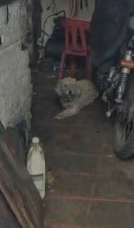 AnimalesBOG's tweet photo. El perrito se llama Dimitri. Ya lo encontramos, se encuentra en su hogar y mañana revisaremos con más detalle su estado actual de salud.

@AHLLAMAS https://t.co/8LwCdz3Iei