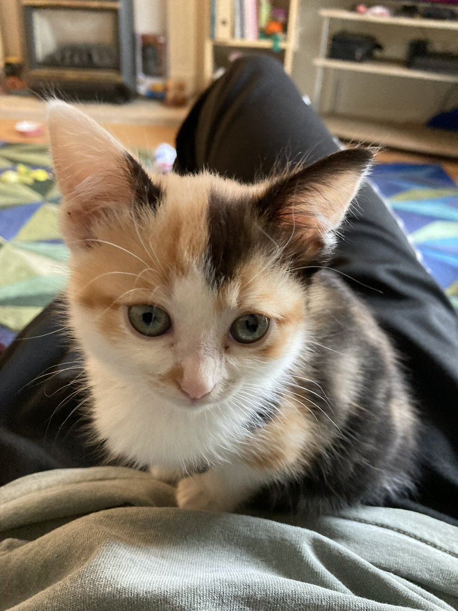 urinalsoup's tweet photo. She looked so funny when she was a kitten https://t.co/8curvoDfRP