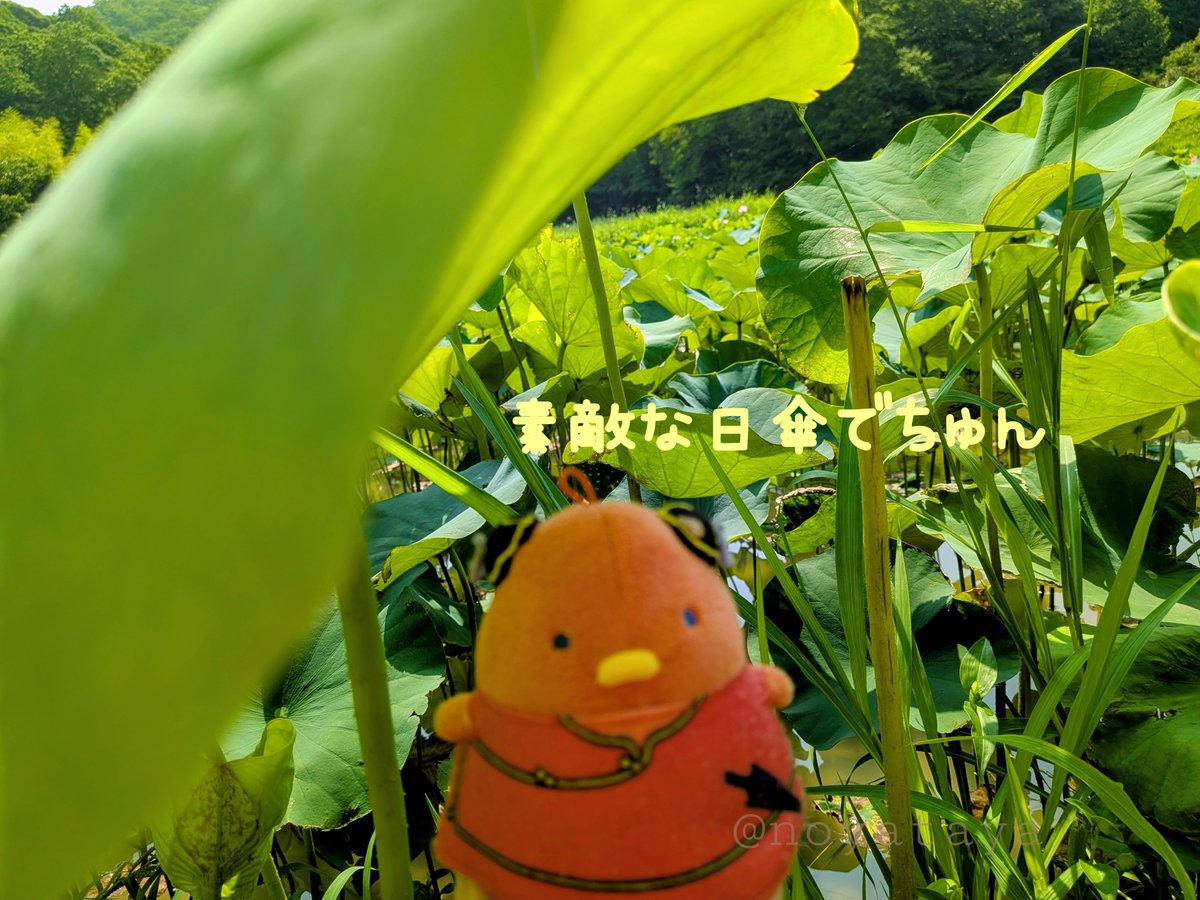 noyataya's tweet photo. 大っきくて素敵な日傘🐥💕
癒し効果も抜群でﾁｭﾝ🐥♪
それに...✨
おとぎ話のお姫さまみたいでﾁｭﾝ♪

夏のある日、美しい蓮畑の中から
楽しそうな声が聞こえました😊📗
＃ちゅんずでー https://t.co/qKoBcRFY68