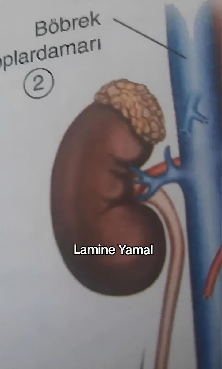 xPodrii's tweet photo. Lamine Yamal https://t.co/FM3ILQuLGf