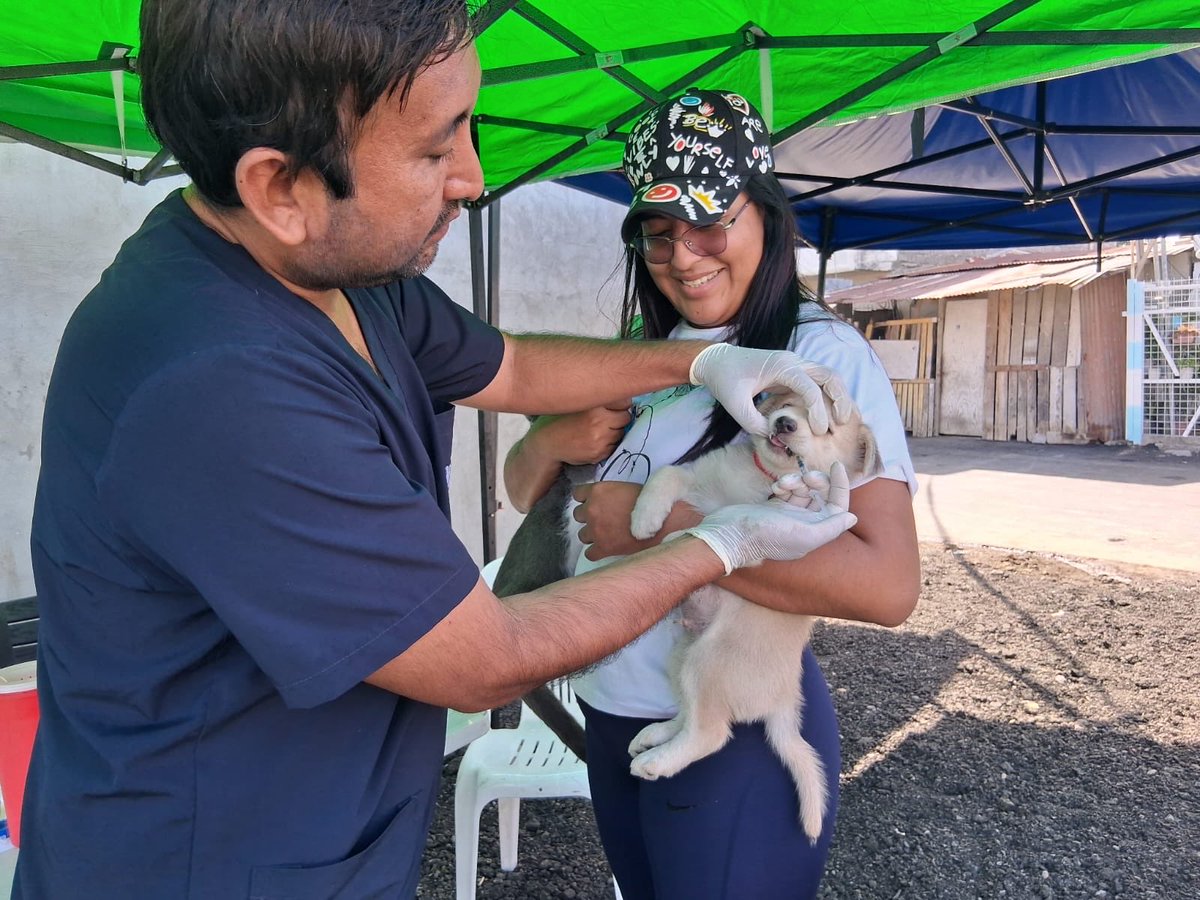 aquilesenlacomu's tweet photo. 🐾 El Municipio de Guayaquil, junto a la Dirección de Protección de los Derechos de los Animales y la Dirección de Vinculación con la Comunidad, realizó una brigada veterinaria en el Suburbio, calle 42 y la Q, promoviendo el bienestar y la tenencia responsable de mascotas. https://t.co/Q2aeeApNPx
