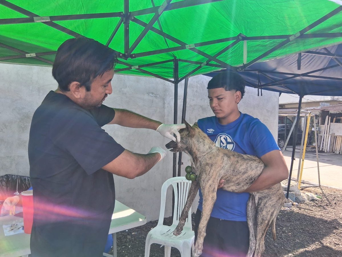 aquilesenlacomu's tweet photo. 🐾 El Municipio de Guayaquil, junto a la Dirección de Protección de los Derechos de los Animales y la Dirección de Vinculación con la Comunidad, realizó una brigada veterinaria en el Suburbio, calle 42 y la Q, promoviendo el bienestar y la tenencia responsable de mascotas. https://t.co/Q2aeeApNPx