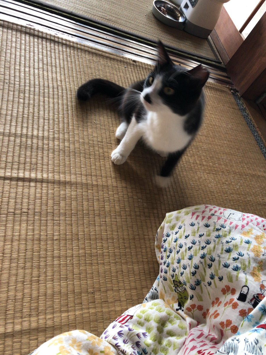 nanamon1224's tweet photo. 新入りハチワレちゃん🐈‍⬛
名前どうしよう、、、 https://t.co/cbp4v61A8B