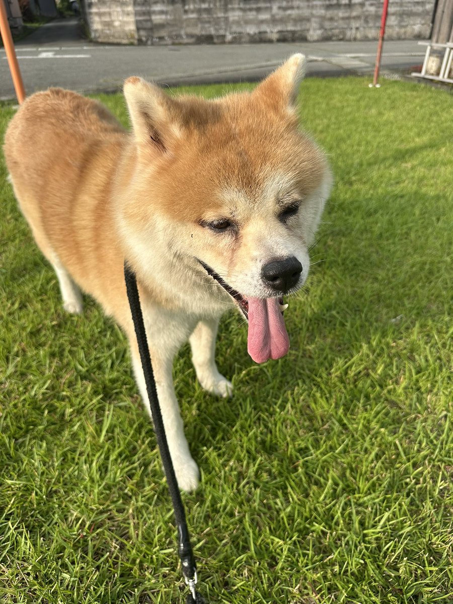 shikisai_yama's tweet photo. おはようございます。

朝から蒸し暑く、散歩もゆっくりと。

今日はすいか🍉の配送だけして少し休みたいと思います。

今日も暑くなります。皆様体調管理にはお気をつけください。

本日もよろしくお願いいたします。
#秋田犬 https://t.co/DqDctYHDGV