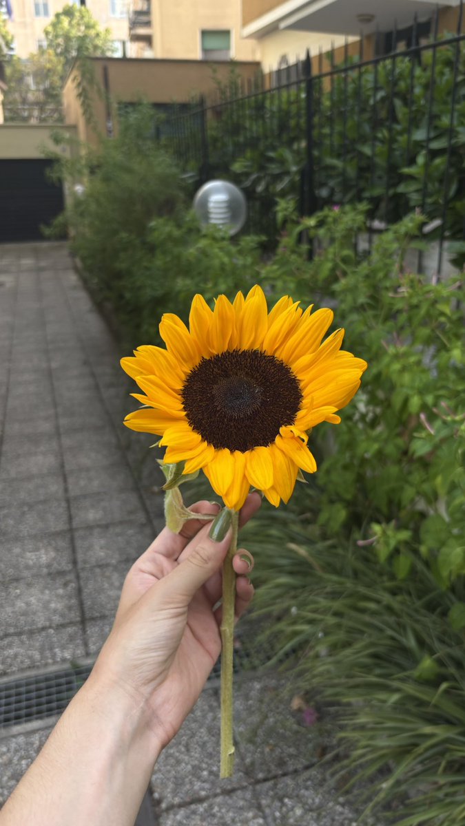 tokirasaki's tweet photo. le fleuriste de ma rue m’a fait un kdo #leschosessimples https://t.co/0fUT2R6JiI