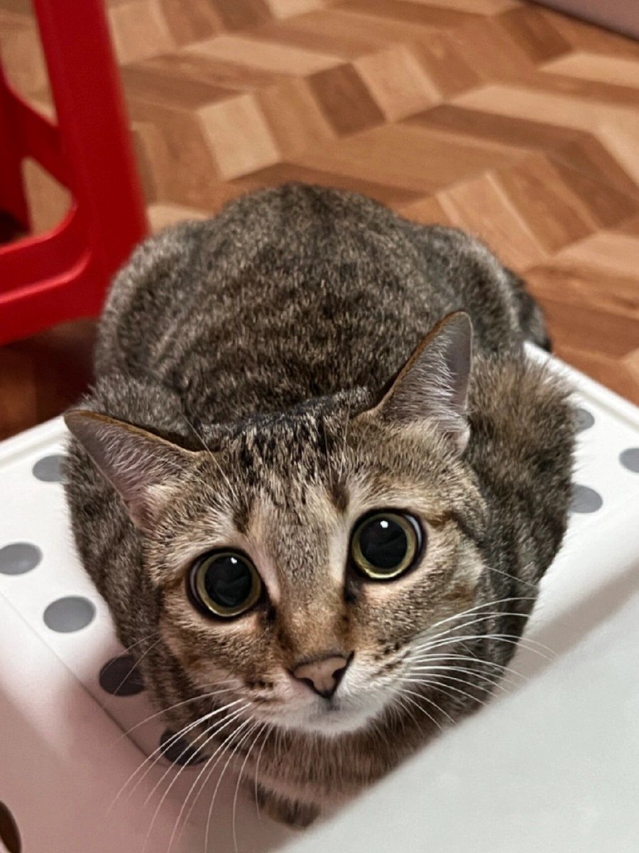 RebbecaAn89427's tweet photo. Just tried to print meeting notes for my team, accidentally printed 100+ copies of my cat’s selfie instead. Now the office thinks I’m obsessed with distributing cat propaganda. Oops. https://t.co/QRpiLWcrgK