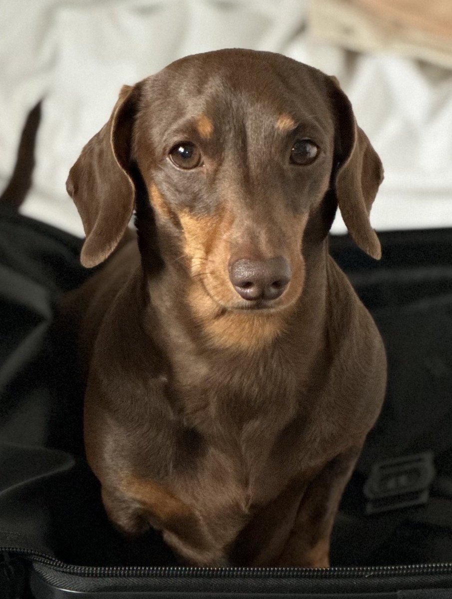 millypod1's tweet photo. 🆘18 JULY 2026 #Lost CHIP STILL MISSING #ScanMe #STOLEN?? PLEASE SHARE #SausageArmy
NERVOUS Dachshund: Miniature Male. 
PLEASE DO NOT CHASE😢
Escaped from garden
Grange Lane #Winsford #Cheshire #CW7 
Last seen running across the fields Whitegate Way area. 
https://t.co/hL4kHmUTXF https://t.co/xRW628bPzG