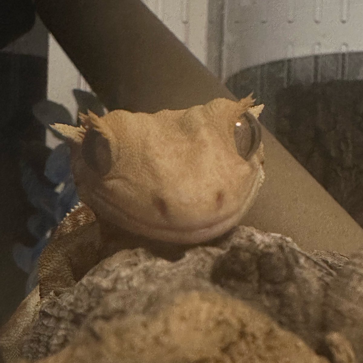 alleyrosetyler's tweet photo. omg i just realized conan gray has the same initials as crested gecko😭😭😭 https://t.co/zl5XyaanrX