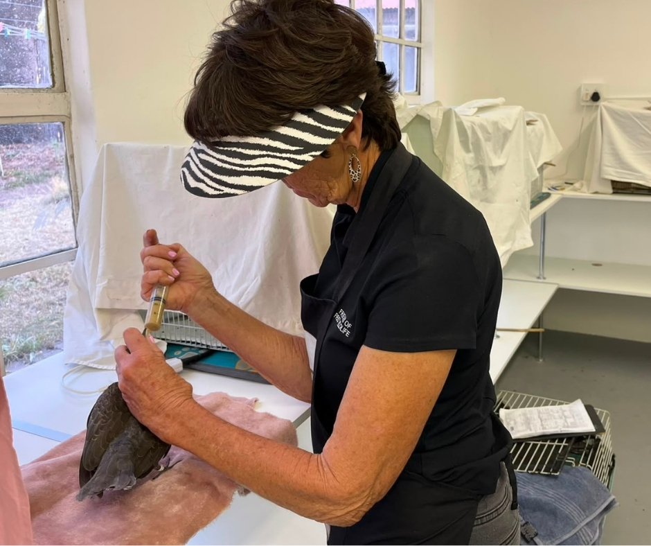 survivalanimal's tweet photo. GOOD NEWS 🫶 Thanks to your support, Friends of Free Wildlife upgraded its ICU, baby clinic, sterilization &amp; main clinic 🐾

Every improvement means better care for injured, orphaned &amp; displaced wildlife, &amp; more returned safely to the wild.

🔗 Read more: https://t.co/zKAjJcZcFy. https://t.co/XEdQwXESK8