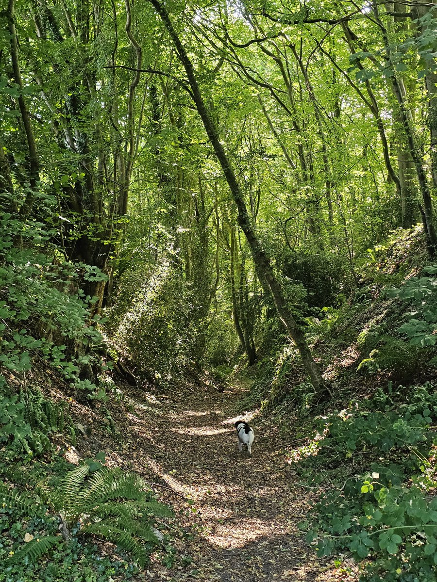 Nimose_'s tweet photo. Petite randonnée avec le clébard avant de lui en coller une car il a sauté dans un clos de mouton sur la fin du sentier 😋😊🤪 (quel con de chien) https://t.co/lhLA5aC2YF