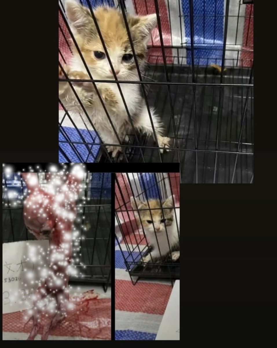 猫、夜明けの猫 tweet media