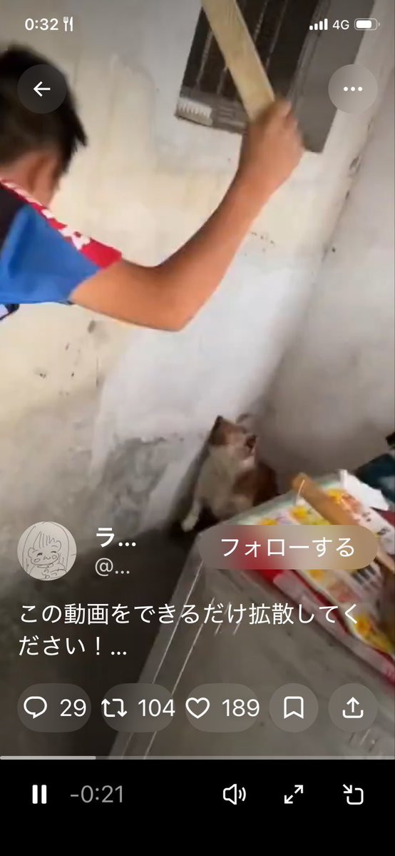 猫、夜明けの猫 tweet media