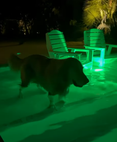 GoldenRatioOTD's tweet photo. 20/7/23 On this day: Guac and Vink went for unauthorised disco swims in the neighbors pool + Pterodactyl Remi 🦖 https://t.co/eCQy4QT2Aw