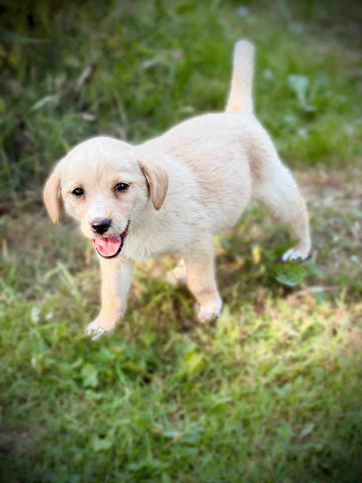 mal_land_'s tweet photo. Cynamonka szuka domu! ❤️Ma 2 miesiące, uczy się błyskawicznie, dogaduje z kotami i psami. Docelowo wyrośnie na niedużego psiaka (do 10 kg). Zaszczepiona, zaczipowana i gotowa na miłość! 🙏🏡
📍 ok. Siedlec (woj. mazowieckie)
📩 Wiadomość prywatna – profil "Edek szuka domów" https://t.co/aHysZrhtXa