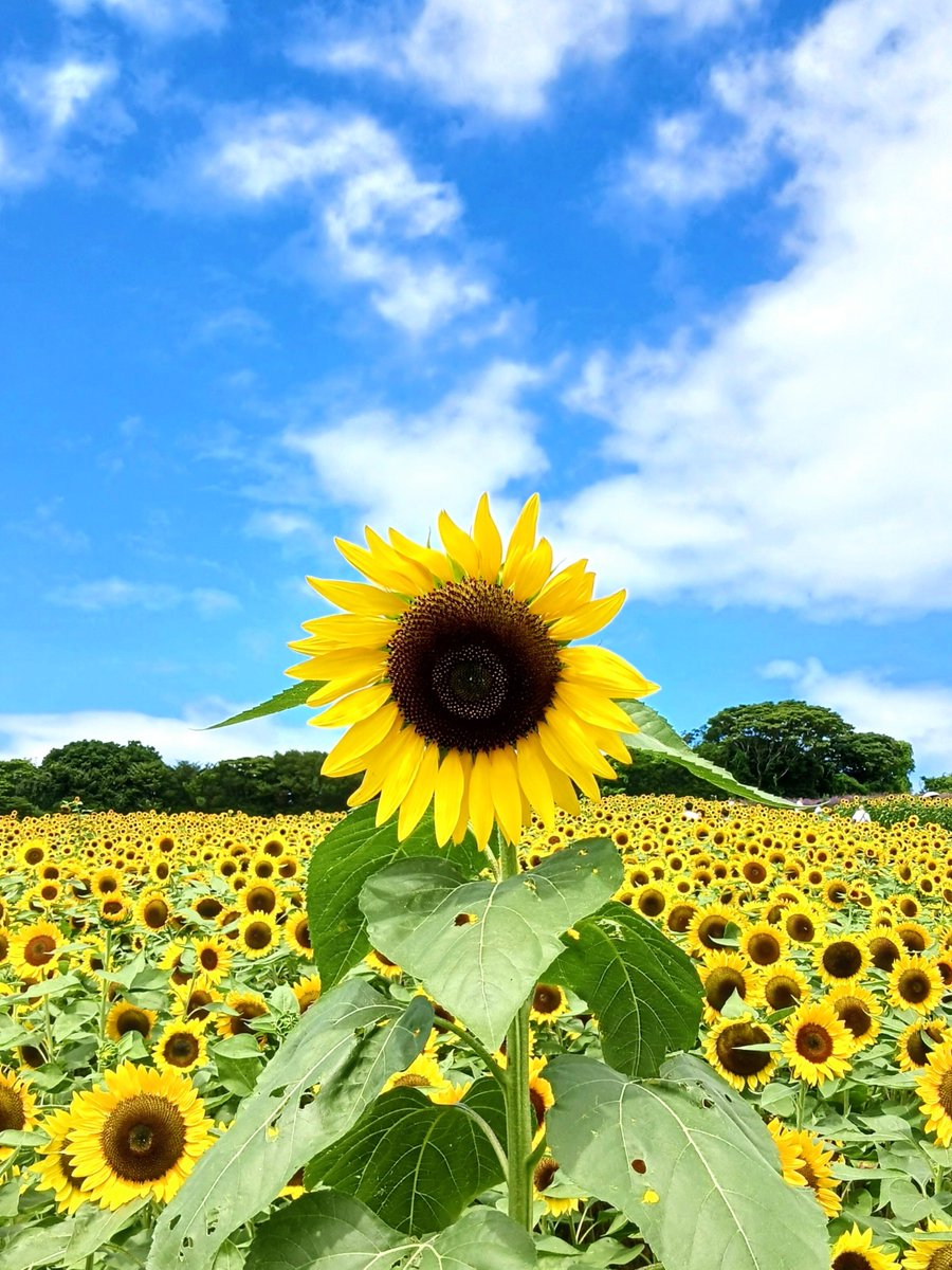 harukun521's tweet photo. おはようございます
今週もかんばりましょう

#写真好きな人と繋がりたい 
#花 https://t.co/U2mXC2tGiS