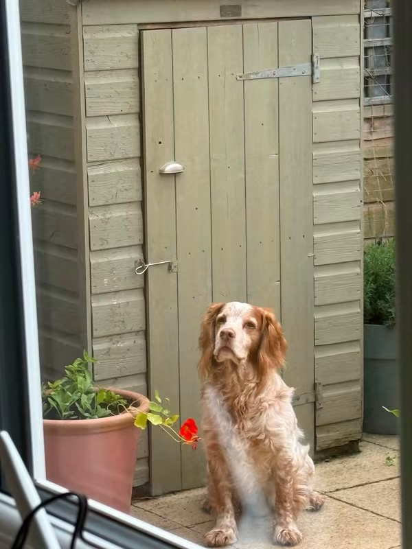 millypod1's tweet photo. π19 JULY 2026 #Lost Una & Bear #ScanMe
2 Cocker Spaniels 1 Female 1 Male.
#Whorlton area #DL6 #NorthYorkshire #Yorkshire
https://t.co/IJrt5EH9Ay
https://t.co/yJLQGwhtLY https://t.co/DXn8yCfHN0