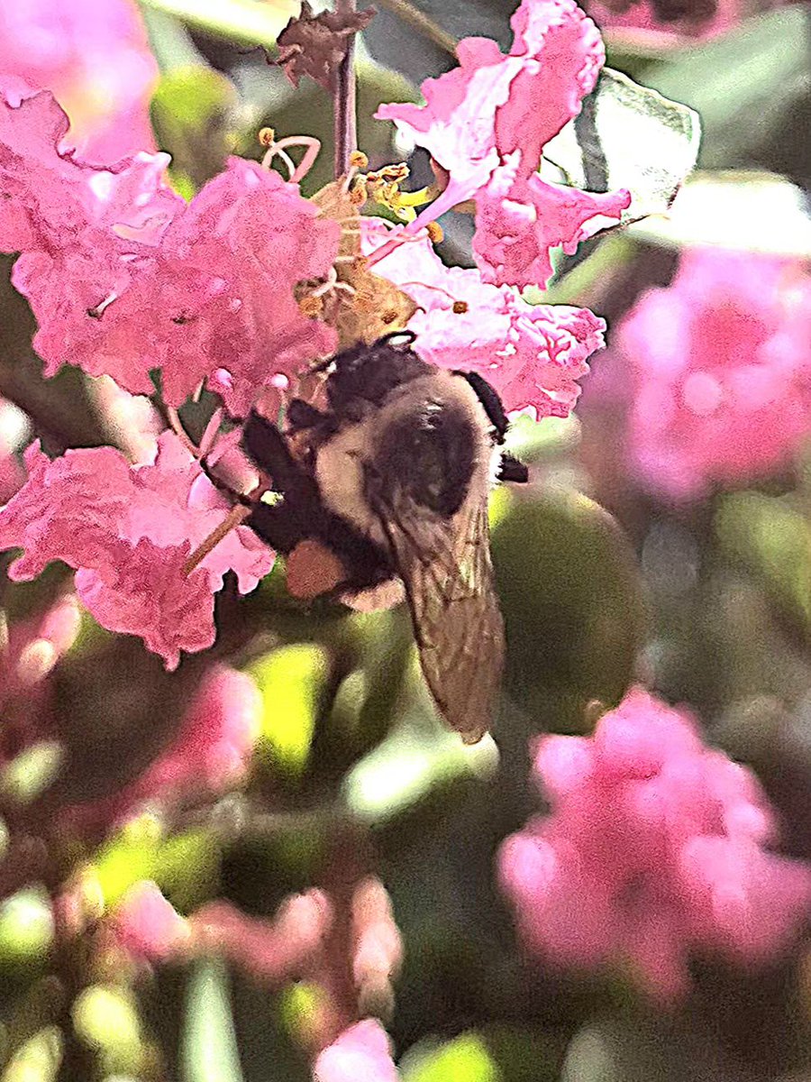 MRpetSanctuary's tweet photo. #Bees 🐝 everywhere out there... https://t.co/Zns9jW8ydy