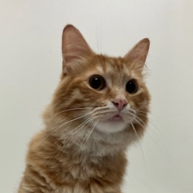 4PawsTeam's tweet photo. Rory is an orange tabby (born approximately April 2024) with creamy stripes and a sweet personality! This affectionate girl loves exploring and head scratches. 
If you're looking for a loving companion, apply at https://t.co/RirkFH4zOx https://t.co/p2fepQyqJB