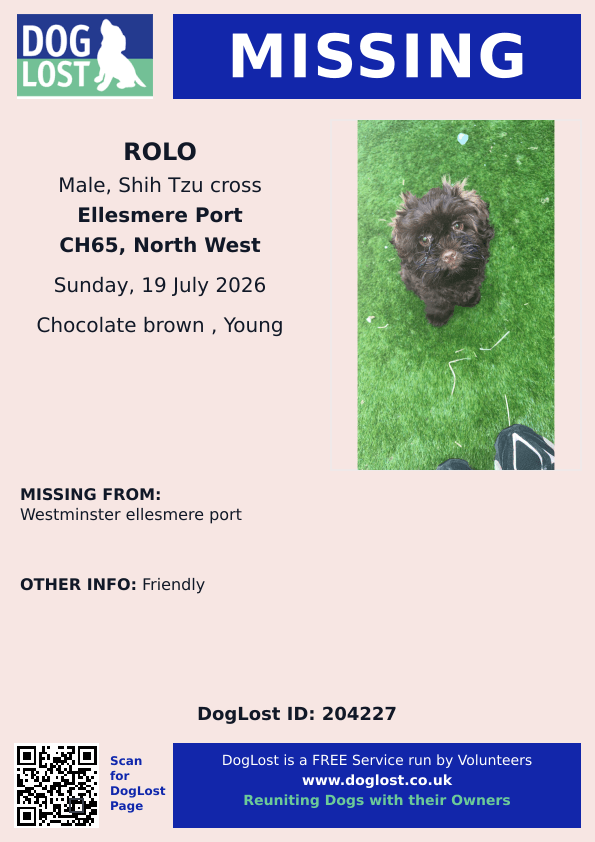 millypod1's tweet photo. 🆘19 JULY 2026 #Lost Rolo #ScanMe
YOUNG Shih Tzu Cross Male #PUPPY
#Westminster a suburb of the town of #EllesmerePort #Cheshire #CH65
https://t.co/cLCZ3XdnQQ https://t.co/b1j4x7y0Q2