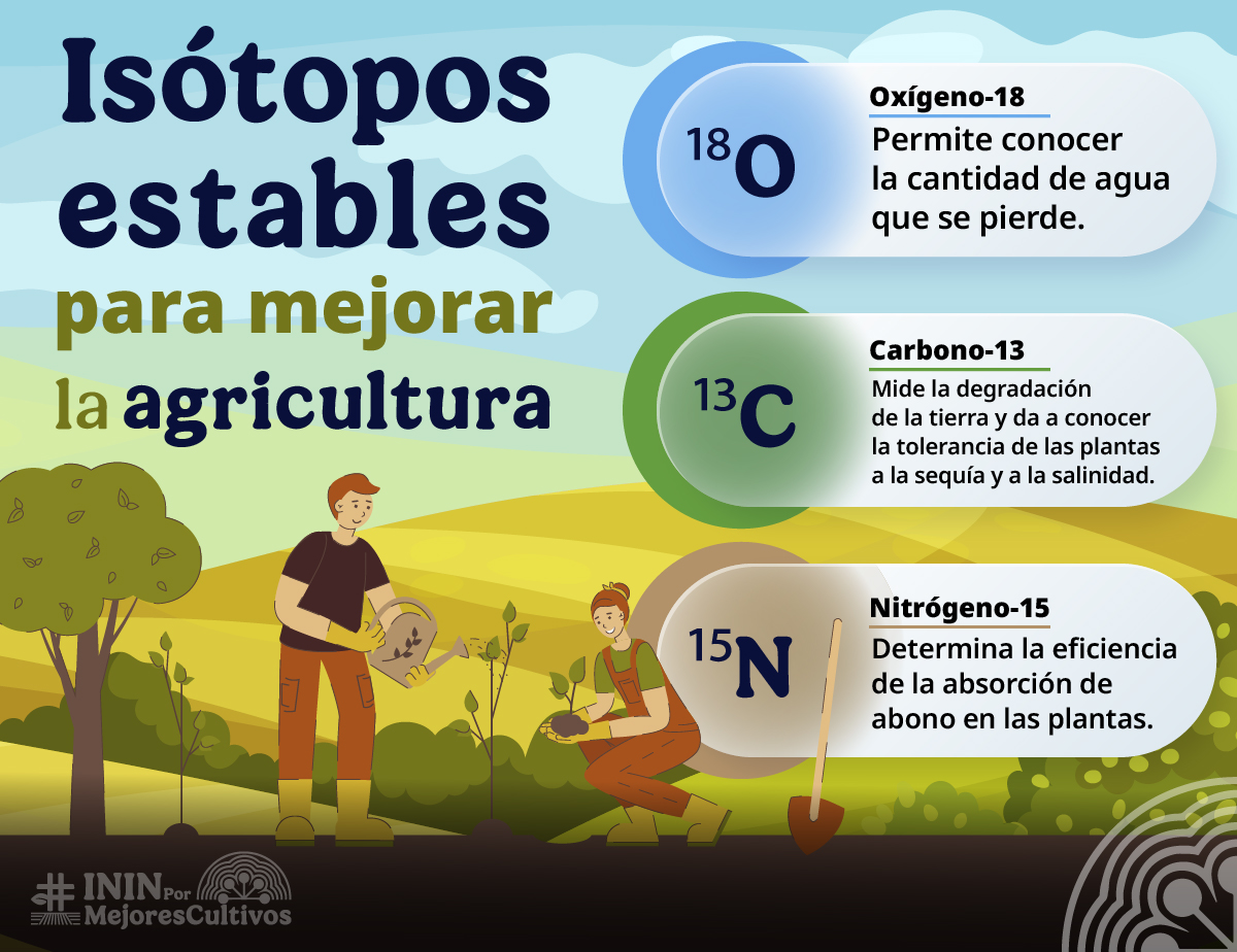 inin_mx's tweet photo. Las técnicas nucleares basadas en isótopos estables permiten generar información confiable que impulsa una agricultura más eficiente, resiliente y sostenible. Su aplicación contribuye a optimizar el manejo de los cultivos y reducir las pérdidas en la producción. #ININxMásCultivos https://t.co/cy1LcLunKV