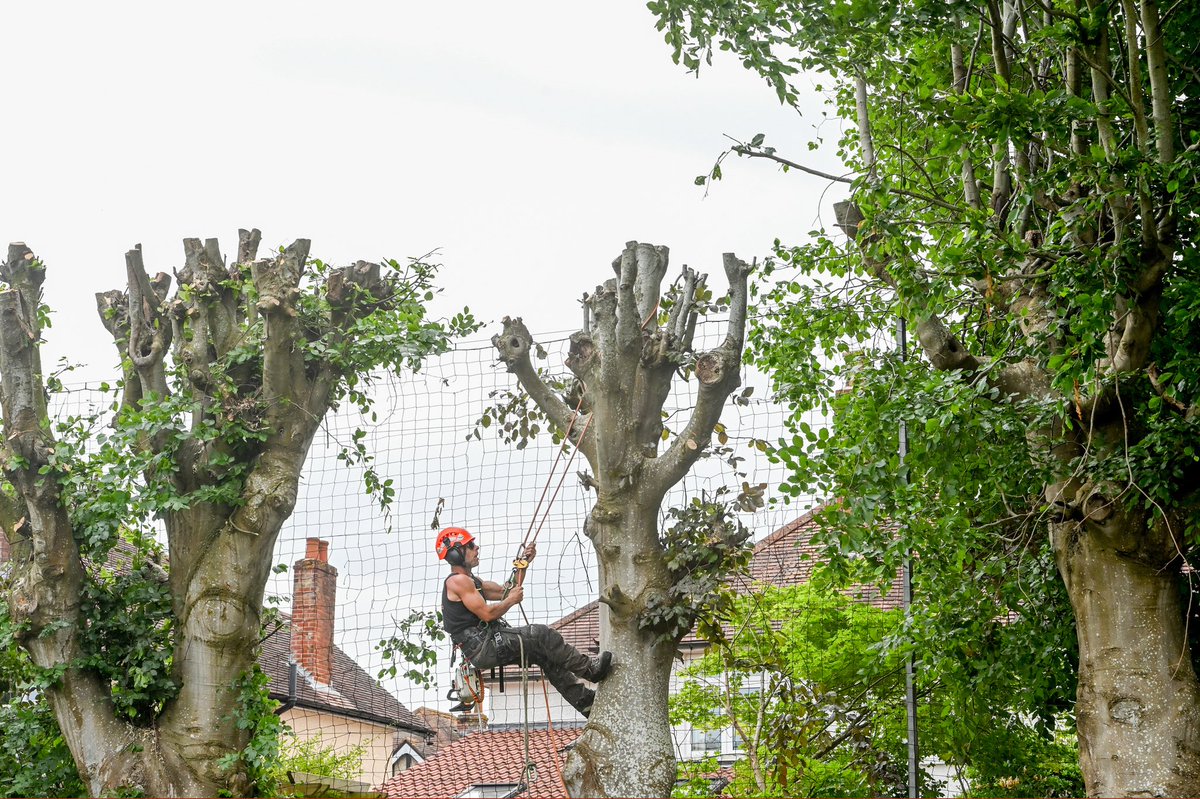 SNAPczapp's tweet photo. The Olympic medal-winning diver Peter Waterfield who competed alongside Tom Daley has swapped the diving board for sycamores and silver birches - as he has become a tree surgeon.

I’m a @snapagency Staff Photographer  #olympicdiver #treesurgeon #jobs #news #hampshire https://t.co/wNpVmvqd7J