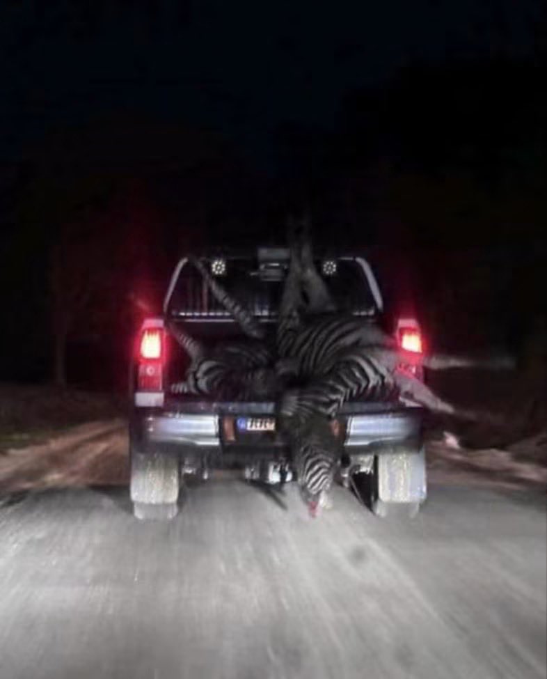 splendid_pete's tweet photo. Újabb fordulatot vett a hatvanpusztai zebrák ügye. Hadházy Ákos és az RTL egy olyan fotóhoz jutott hozzá, amelyen két elpusztult zebra látható egy pickup platóján. A felvétel a jelek szerint még az előtt készült, hogy a vadásztársaság azt állította volna, hogy az állatok januárban fagytak meg.

A Vál-völgye Vadásztársaság korábban három zebra fagyhaláláról számolt be, de ezt csak hónapokkal később jelentették a hatóságoknak, ami miatt megbírságolták őket. Az is kiderült, hogy a tetemeket nem a szabályok szerint semmisítették meg. Később egy negyedik zebra pusztulását is bejelentették.

Az új fotó miatt felmerül a gyanú, hogy az állatok egy része már jóval korábban elpusztult, mint azt eddig állították. Hadházy újabb feljelentést tett állatkínzás gyanúja miatt, a rendőrség pedig már nyomoz az ügyben.