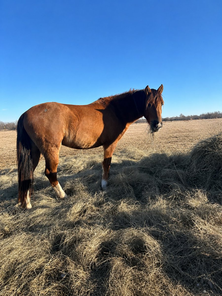 WildCorp's tweet photo. $1458 needed to met the match so rescued #wildhorses can get to waiting adopters back east. Transport is scheduled lets get them home. All donations are tax deductible #Share #Donate #rescue https://t.co/rSO1s4Et9y https://t.co/4dN0KqGCMB https://t.co/ePK6EQudrh https://t.co/LF4P36cWOO
