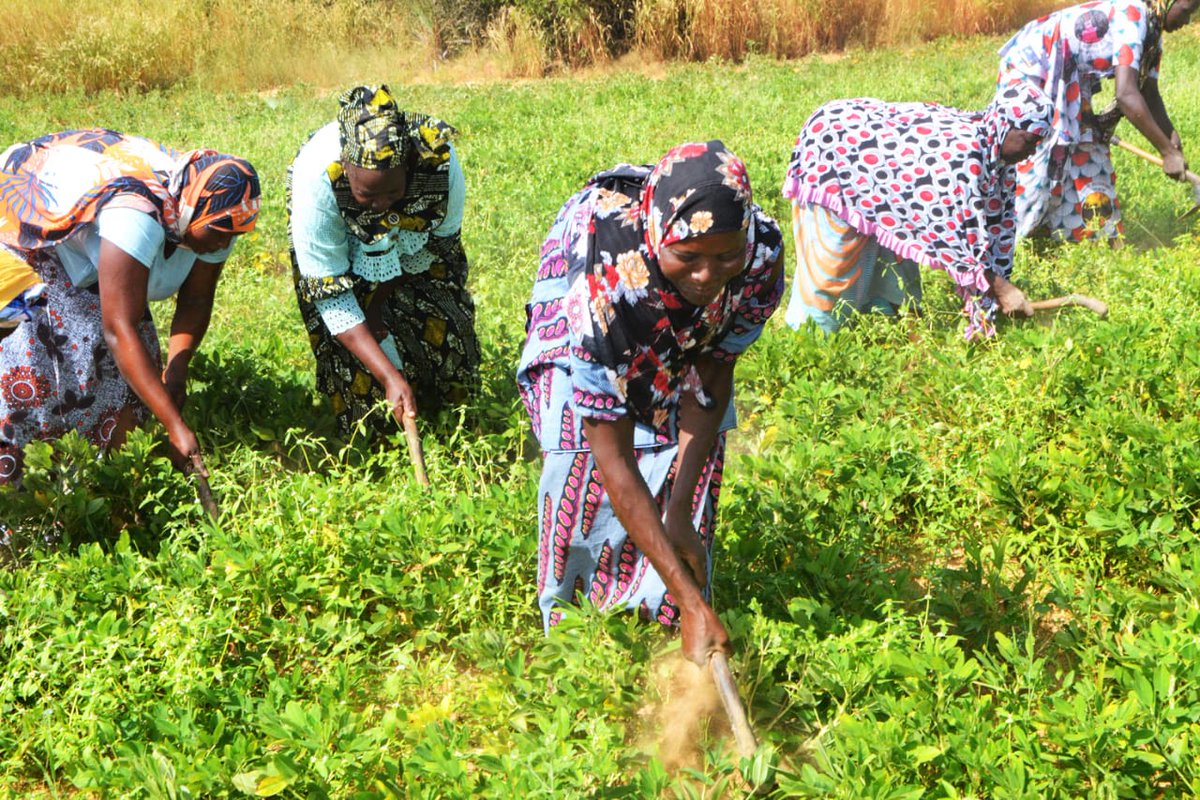 Acf_Mali's tweet photo. Les femmes sont les héroïnes silencieuses de notre système alimentaire.
Elles produisent jusqu'à 80 % des aliments dans les pays en développement.💙 

Investir dans les femmes, c'est investir dans la sécurité alimentaire.
#Femmes #ACFMali https://t.co/9JpEYIZd2R
