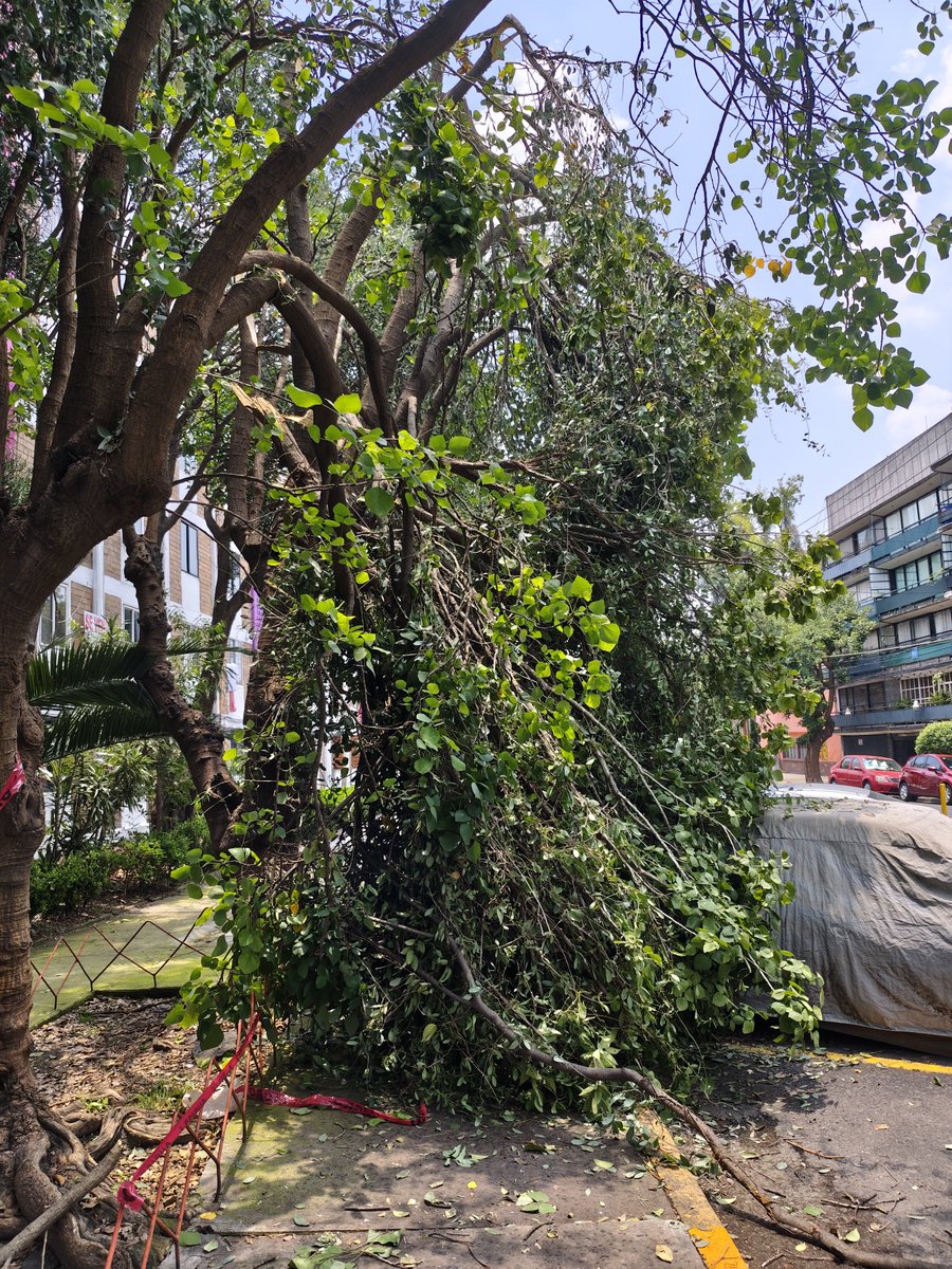 omar_bacio's tweet photo. @AccionesBJ @BJAlcaldia @cdmx_pc  Ayuda en la Av cumbres de Acultzingo, esquina casas grandes, sobre la banqueta (sendero seguro) se cayeron varias ramas, y están por caer en un auto, es la colonia Narvarte oriente, alcaldía Benito Juárez CDMX https://t.co/rzFwyLggT9