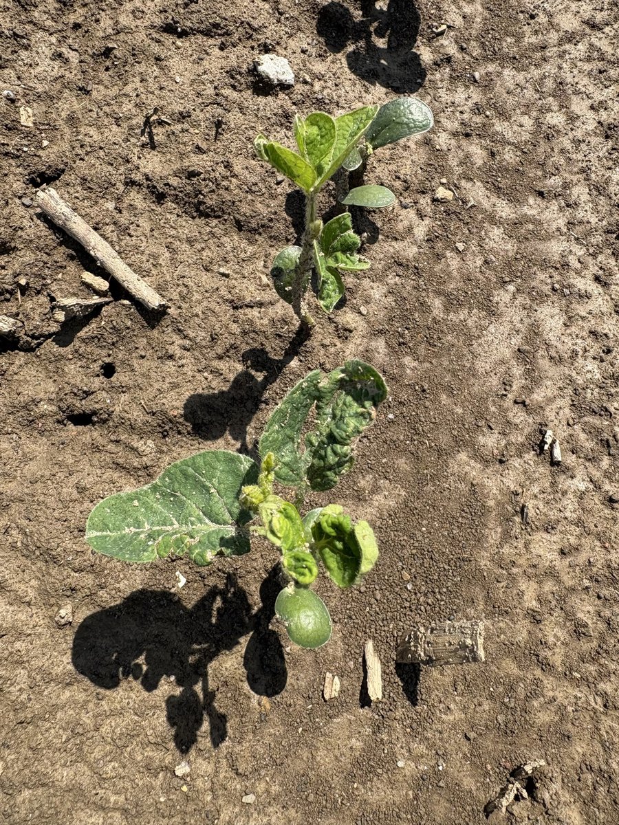 ConceptAgriTek's tweet photo. Herbicide damage in late June looked like the end of the line for these soybeans in Auglaize County, OH. Cordy Agronomy Services recommended FoliarRx and Sweet Success. Two weeks later? Recovery. Real results when it matters most. #Soybeans #Agronomy #SeetheCADifference https://t.co/05H1adJ99f