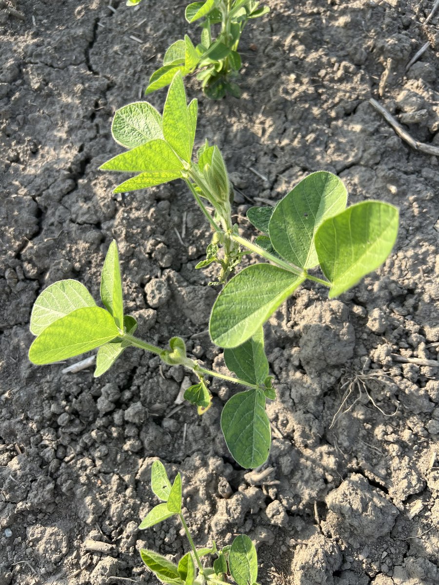 ConceptAgriTek's tweet photo. Herbicide damage in late June looked like the end of the line for these soybeans in Auglaize County, OH. Cordy Agronomy Services recommended FoliarRx and Sweet Success. Two weeks later? Recovery. Real results when it matters most. #Soybeans #Agronomy #SeetheCADifference https://t.co/05H1adJ99f