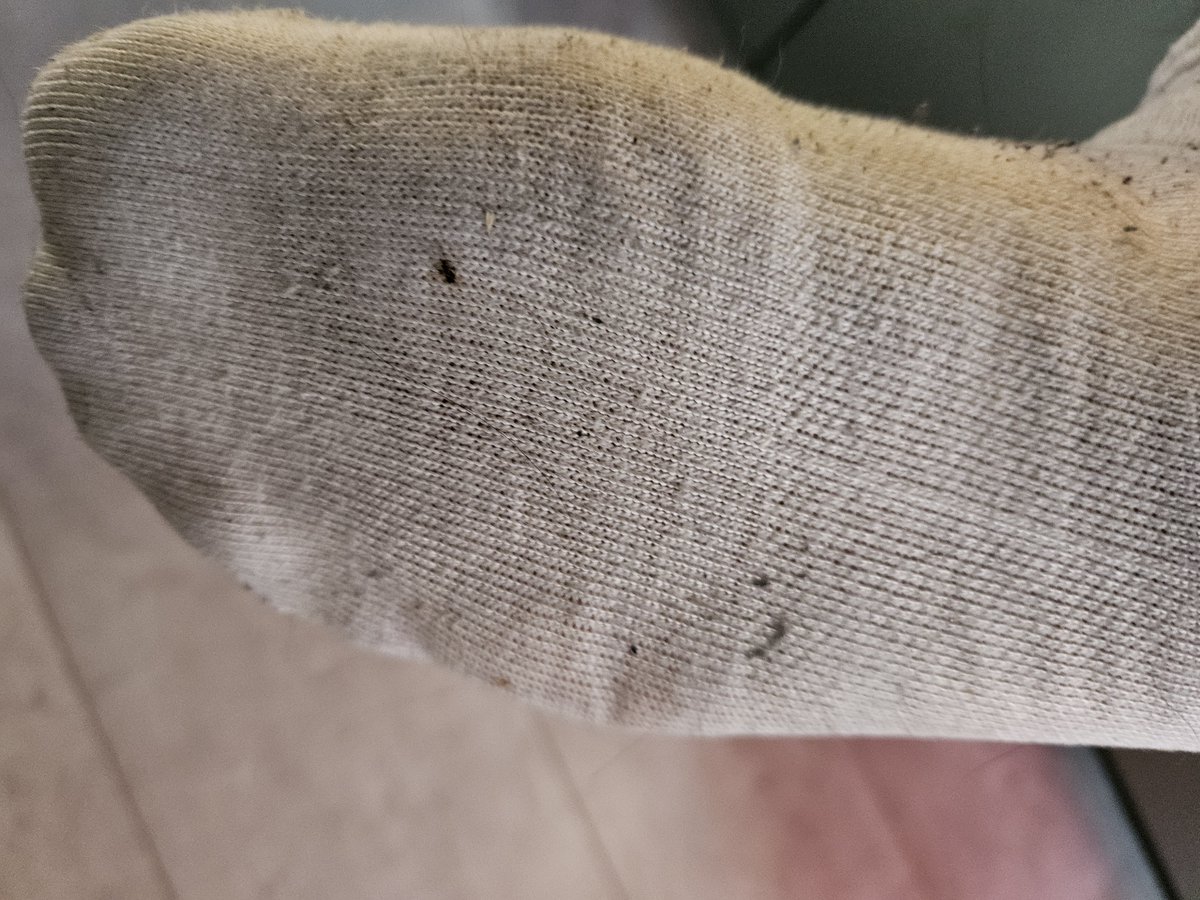 JamesOsiris2's tweet photo. Stupid ant #giant #master #tiny #slave #shrunk #macrophilia #footfetish #malefeet #shrunkenman #shrunkenwoman #tinyslave #malesocks https://t.co/rVZEBCBt2S