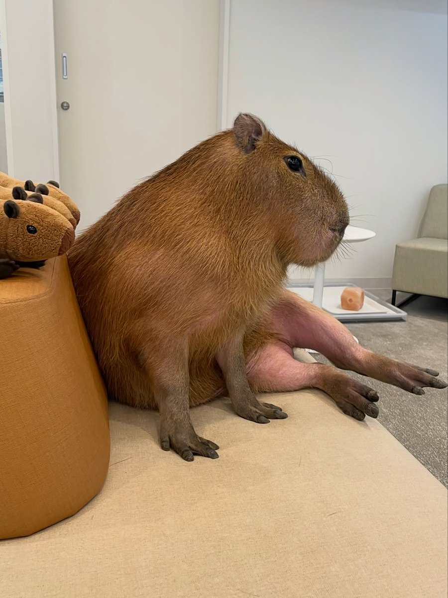 xのカピバラ (@CapybarasOnX) / Posts / X