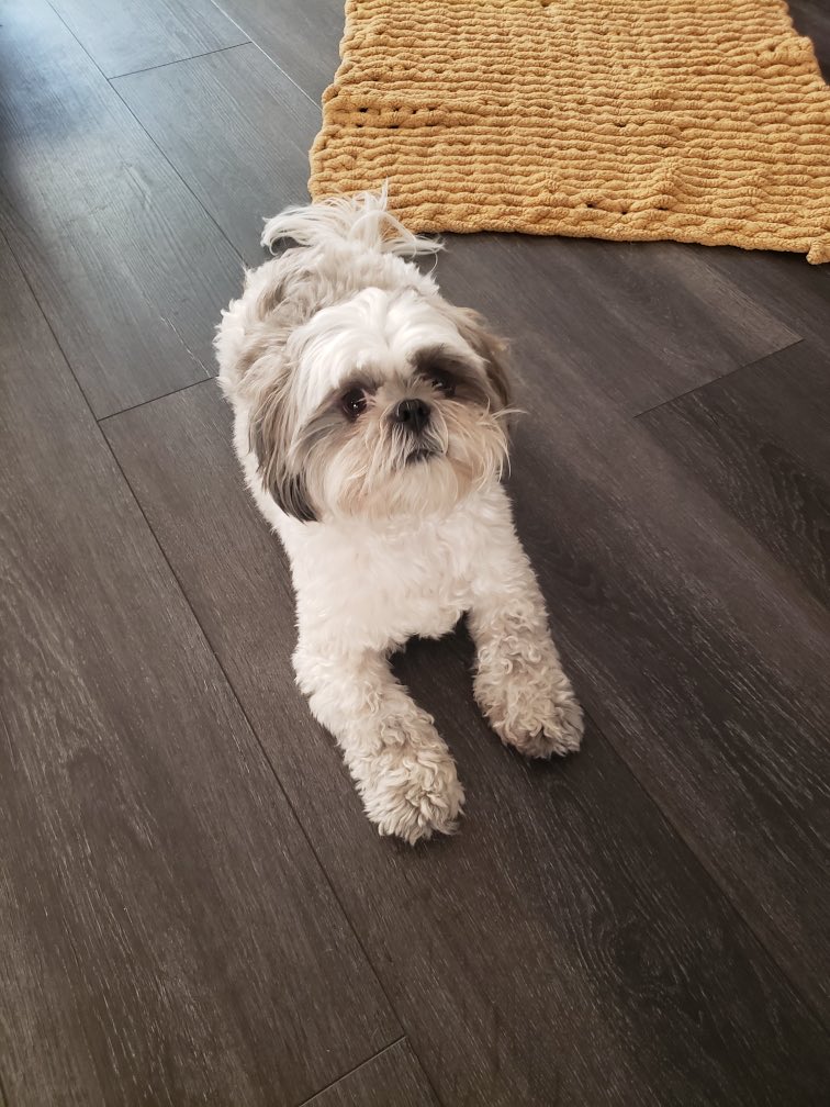 UGCDanyelleGG's tweet photo. I know the fur babies 🐾 missed us!
We miss them too!!!
The only thing about coming home from a vaca is seeing my love bug’s again!!!
Plus Ziggy & I have a lot of content to create… coming soon!! 😉
#Pets #ugcpets #UGCcontentcreator https://t.co/P7nt8xtHXC